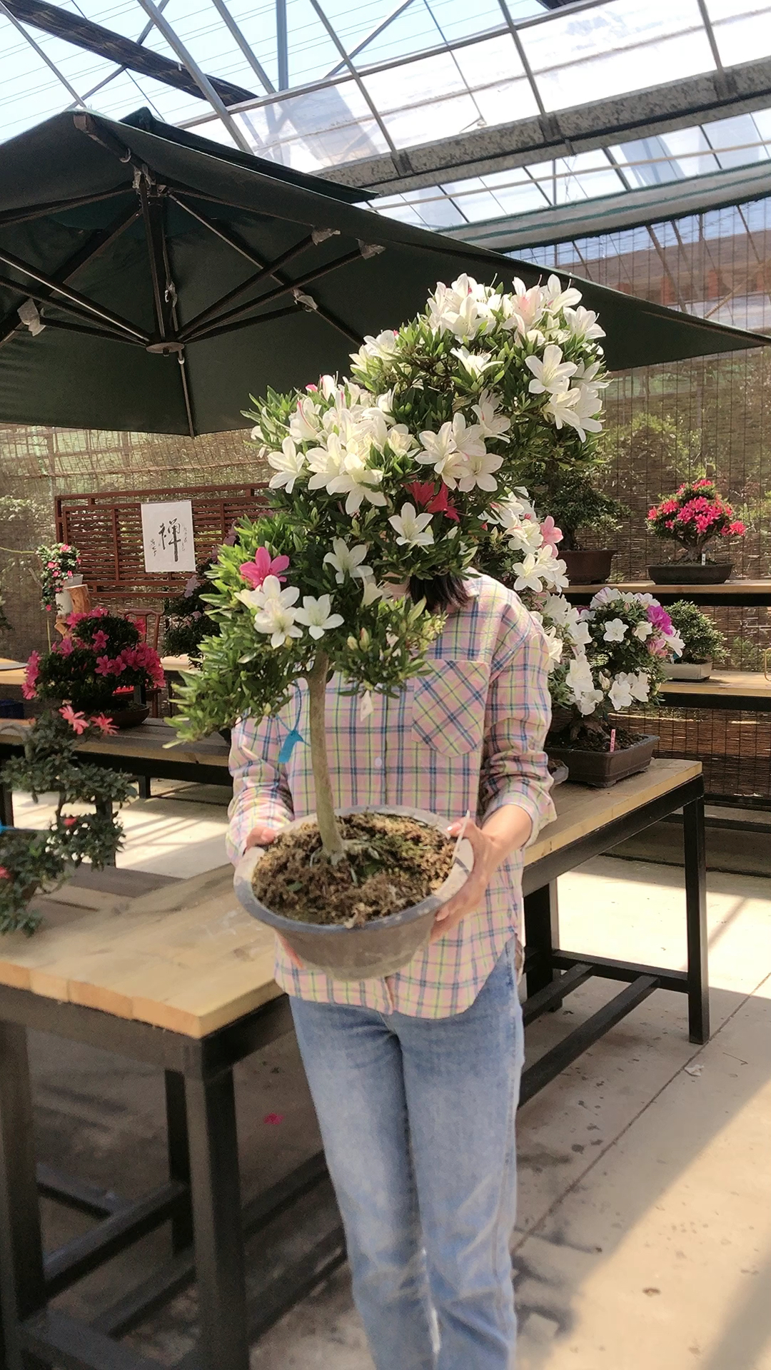 文人骚客,精品杜鹃