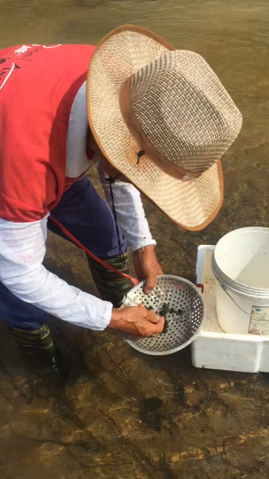 溪水里捞野生田螺