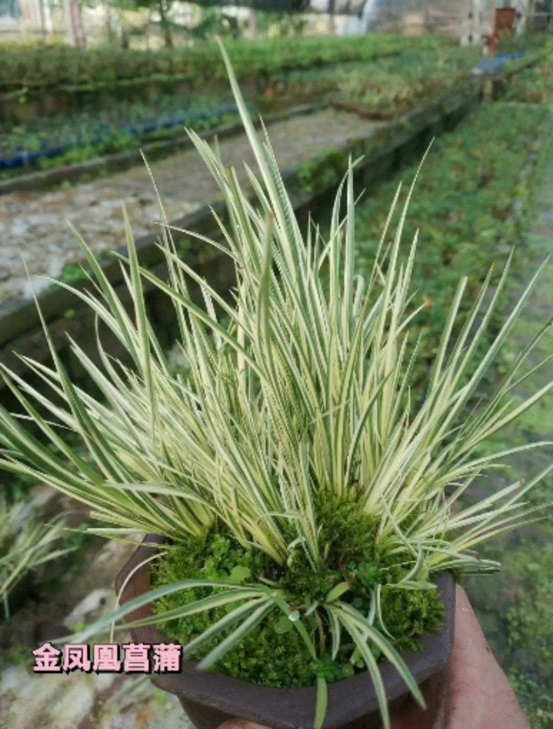 菖蒲#金凤凰菖蒲龙根菖蒲微盆景-度小视