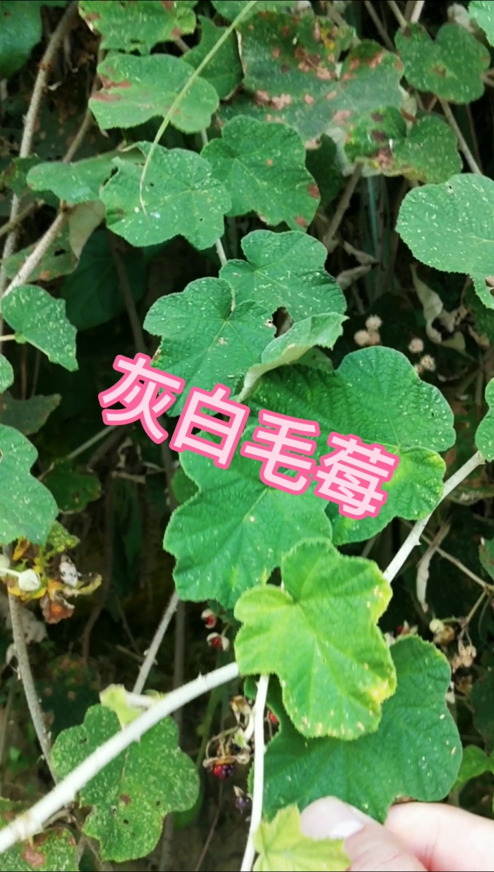 认识中草药#学名:灰白毛莓,果实可吃,价值评论区分享-度小视