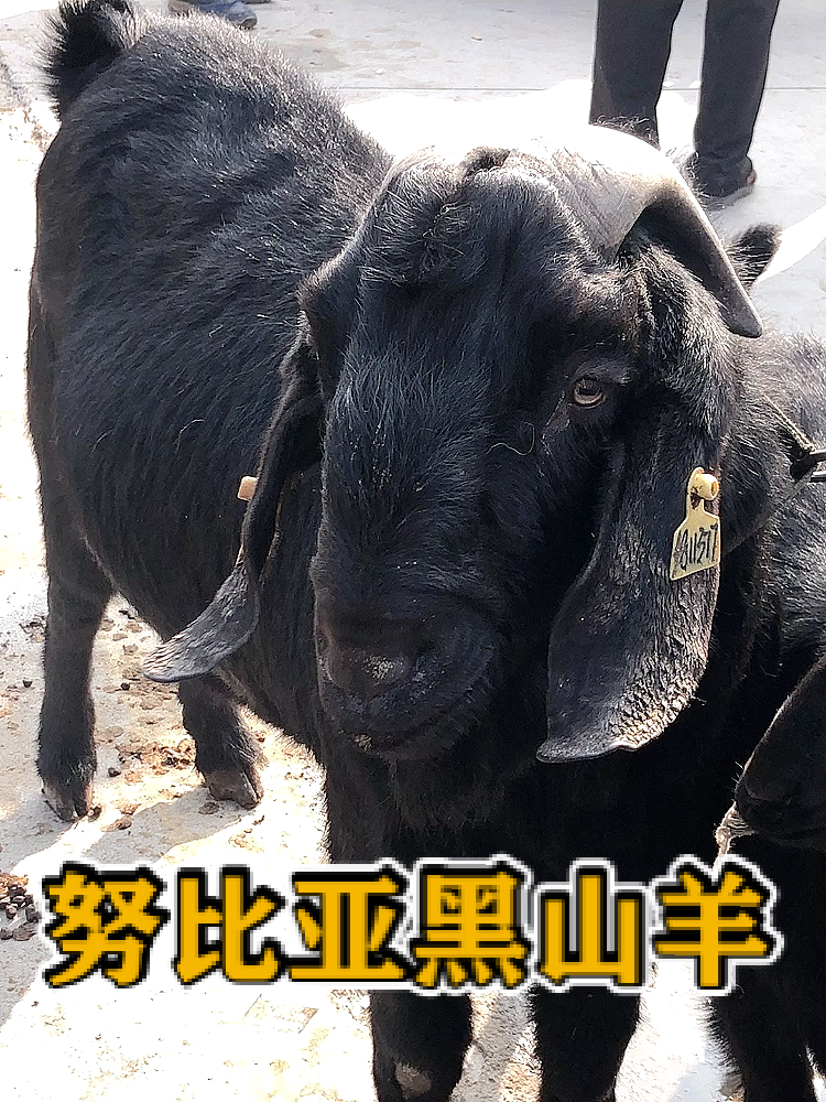 努比亚黑山羊#这是世界最大山羊品种之一,努比亚黑山羊,母最多20浇 