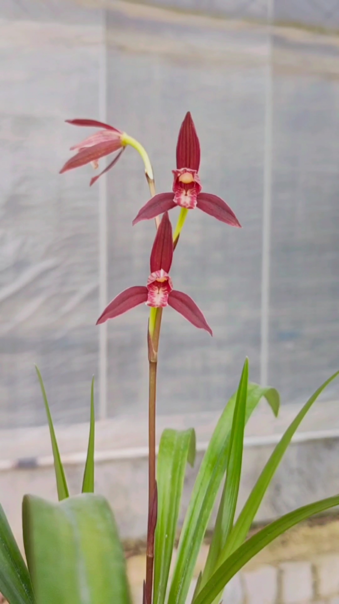 建兰紫云盛开,非常香哦