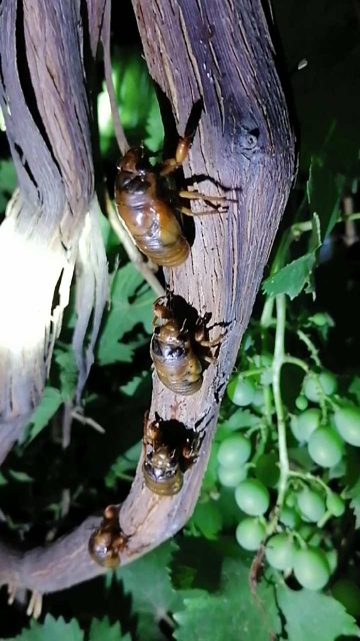 音为有你#不断壮大的金蝉队伍,争先恐后地往树上爬.