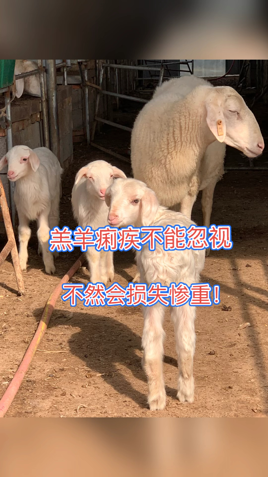 农村养羊人羔羊痢疾不能忽视否则会损失惨重