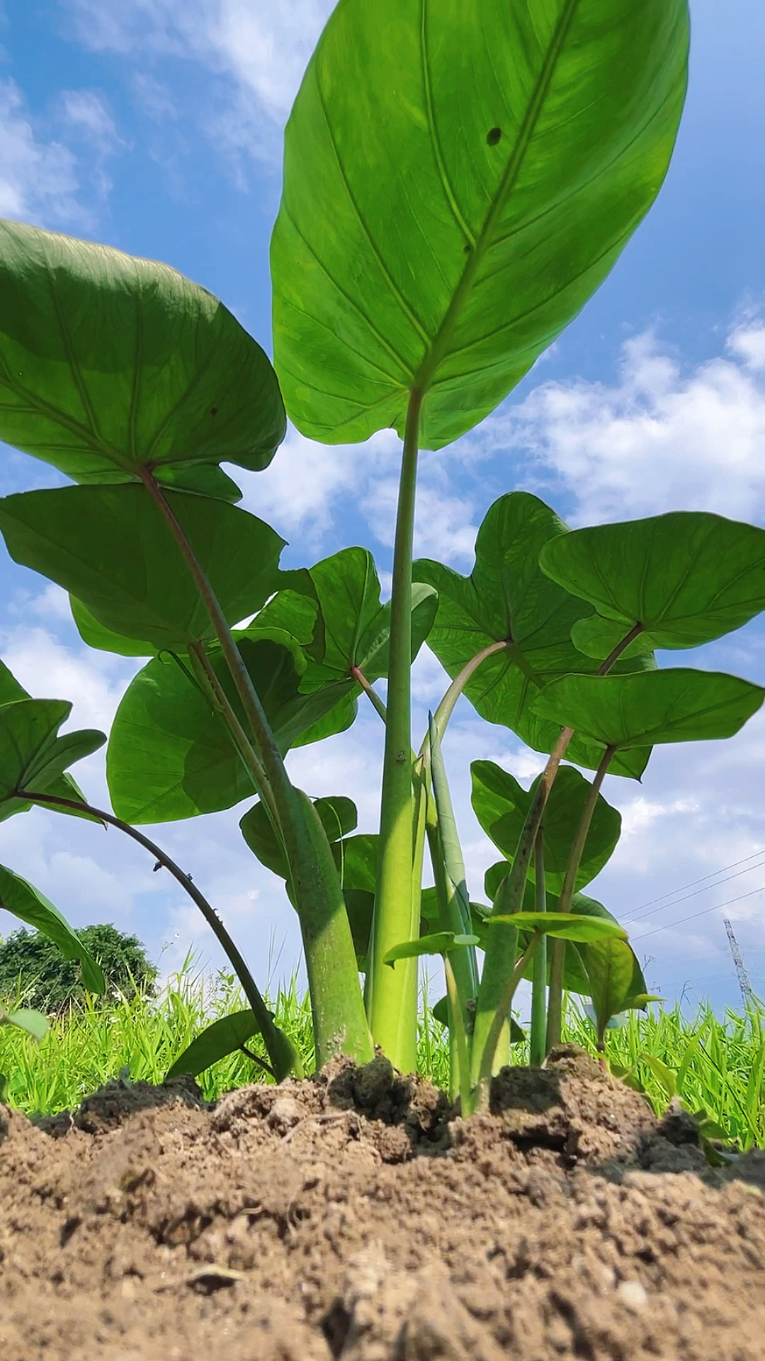 乡村生活#小小的芋头苗秒变参天大树