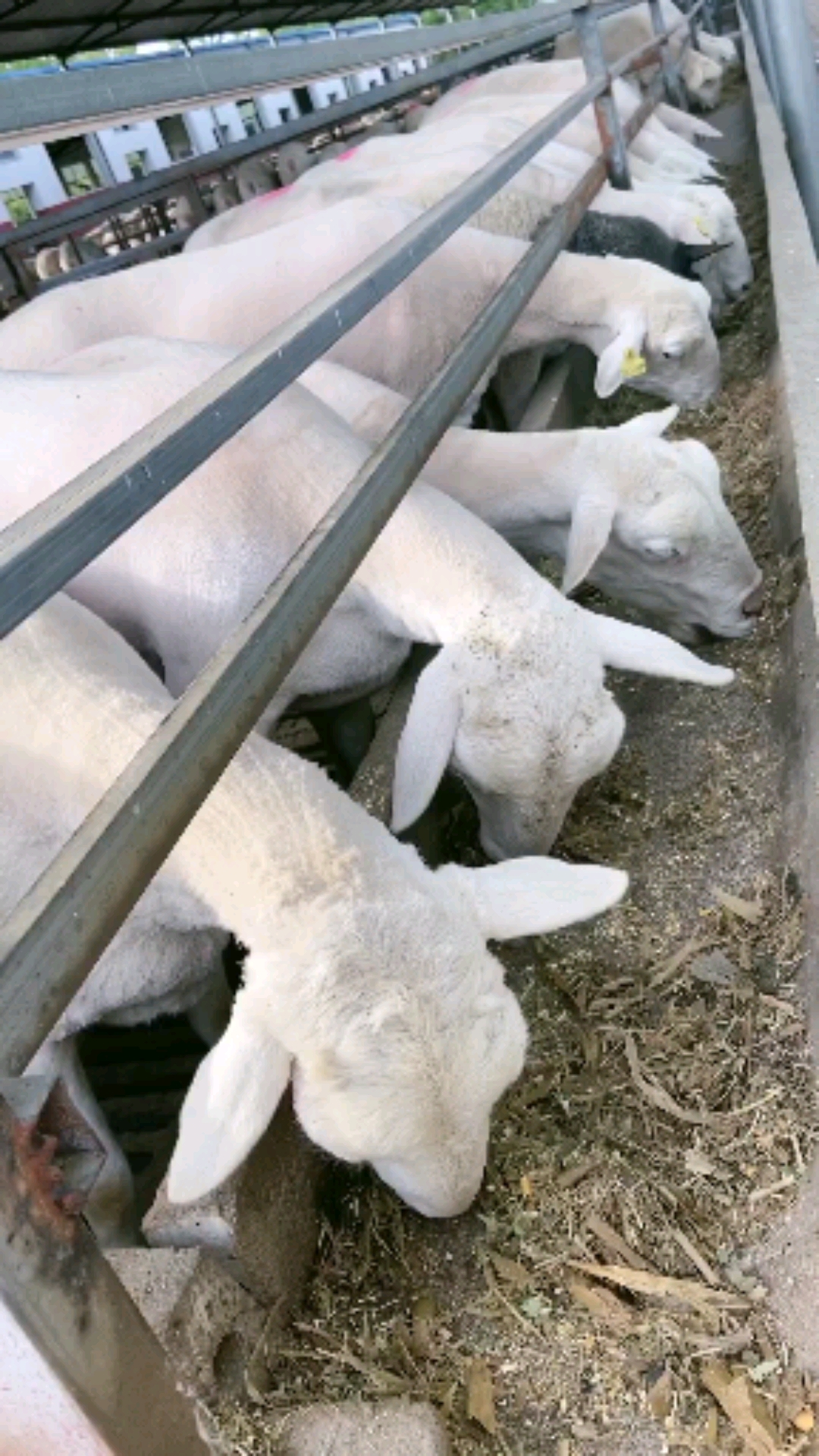 澳洲白绵羊多少钱一只,澳洲白羊,澳洲白羊价格,怀孕澳洲白羊多少钱