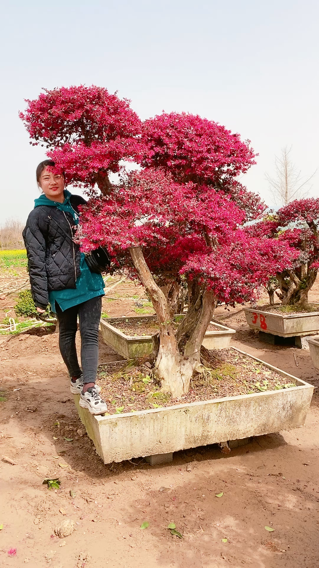 红花继木老桩头价格图片