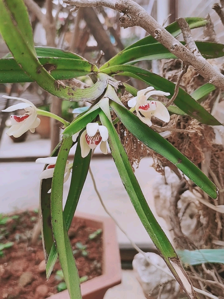 香花万代兰图片大全图片