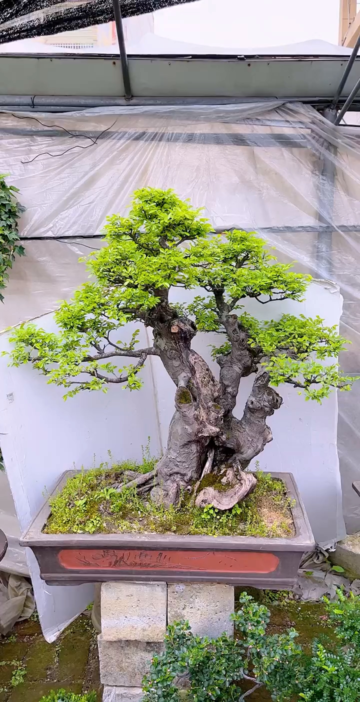 感谢全民我要上热门#精品榆树盆景