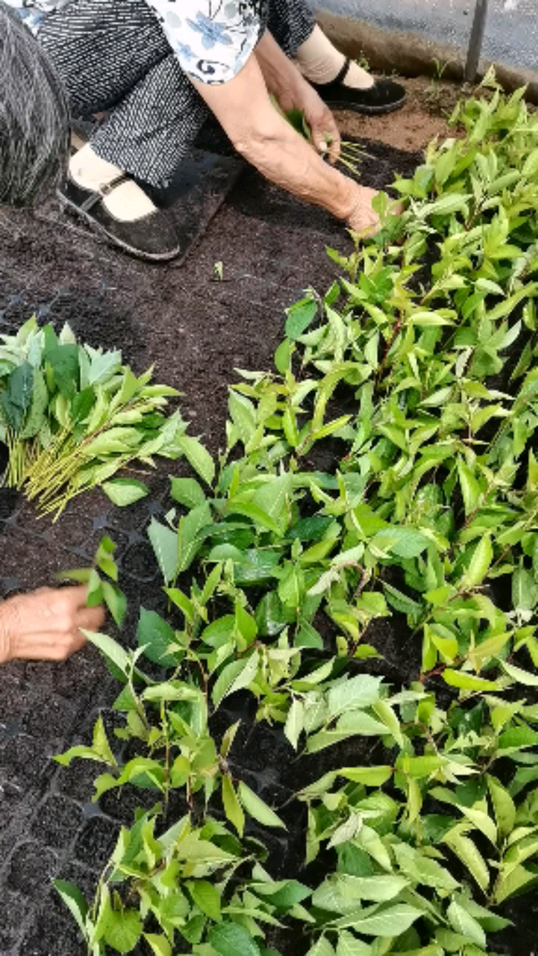 吉塞拉12#吉塞拉大樱桃砧木扦插吉塞拉6号砧木苗