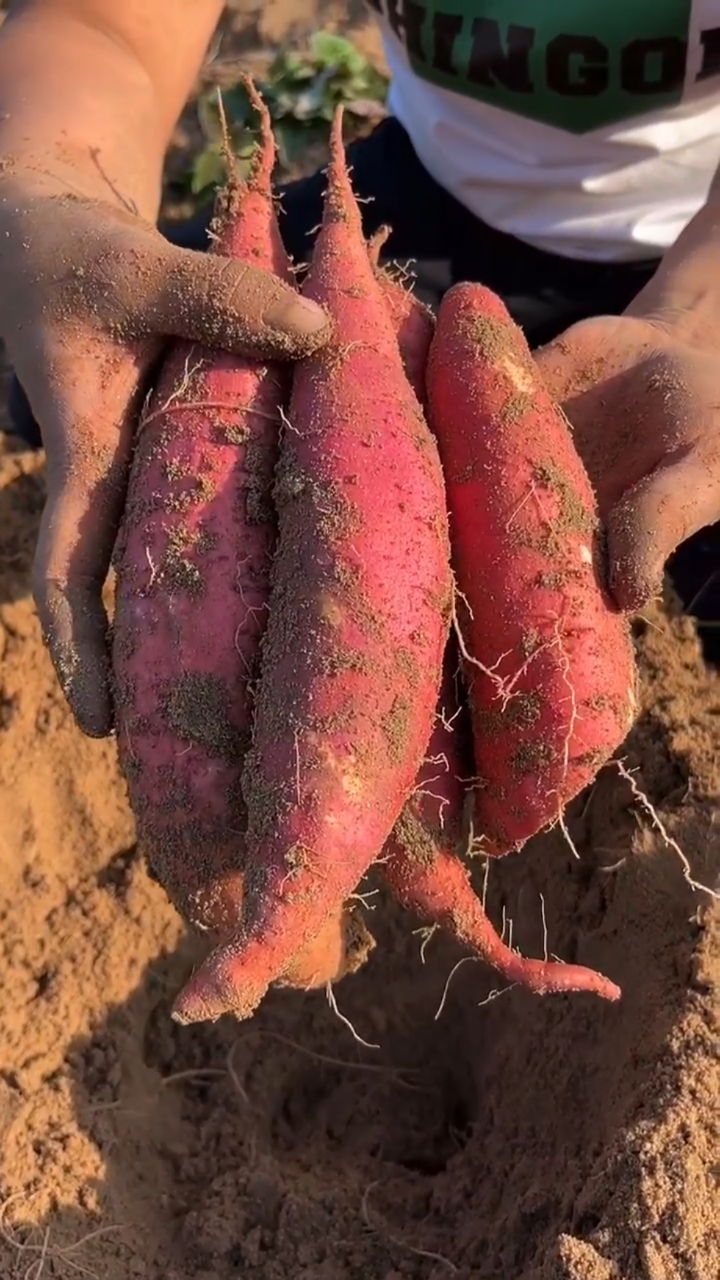 沙地西瓜红蜜薯#优质农产品#三农助力-度小视