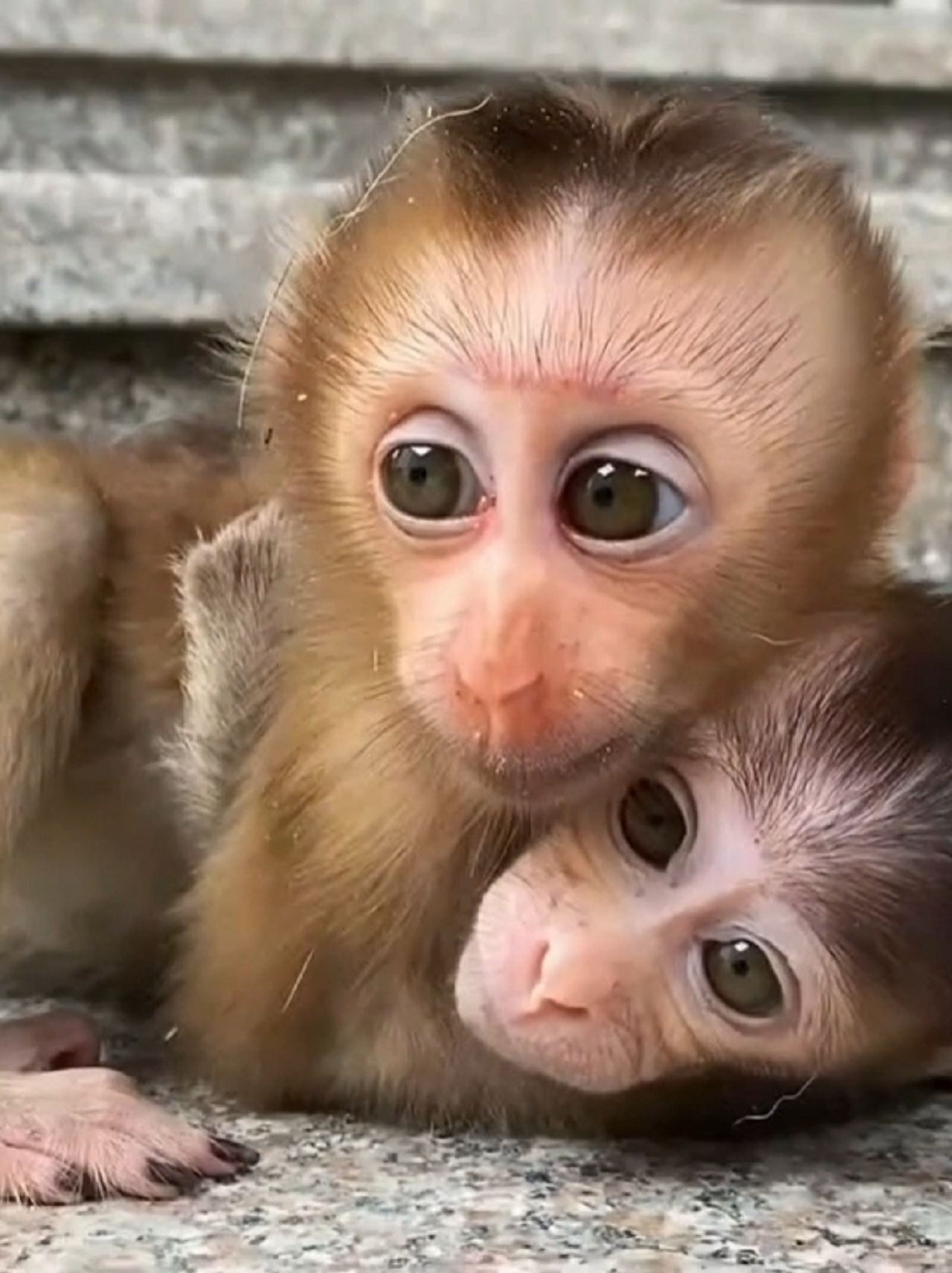 两只小猴子互相壮胆儿好友爱!
