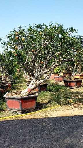 庭院造型石榴树