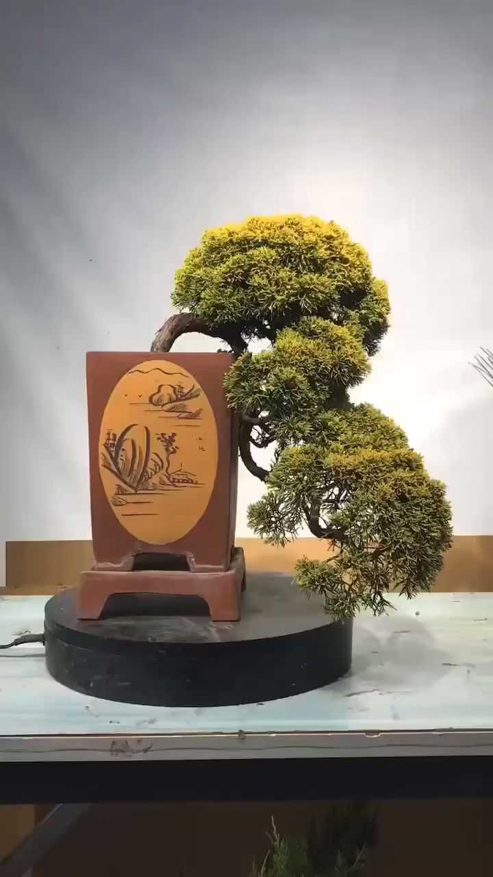 感谢全民我要上热门#精品黄金真柏