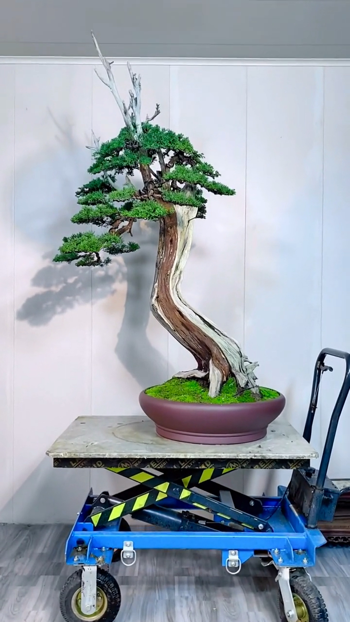 盆景#精品文人济州真柏