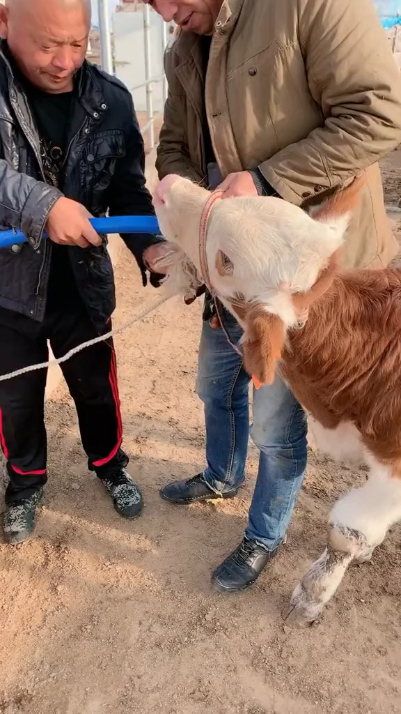 当牛胀气的时候及时拿胃管排气