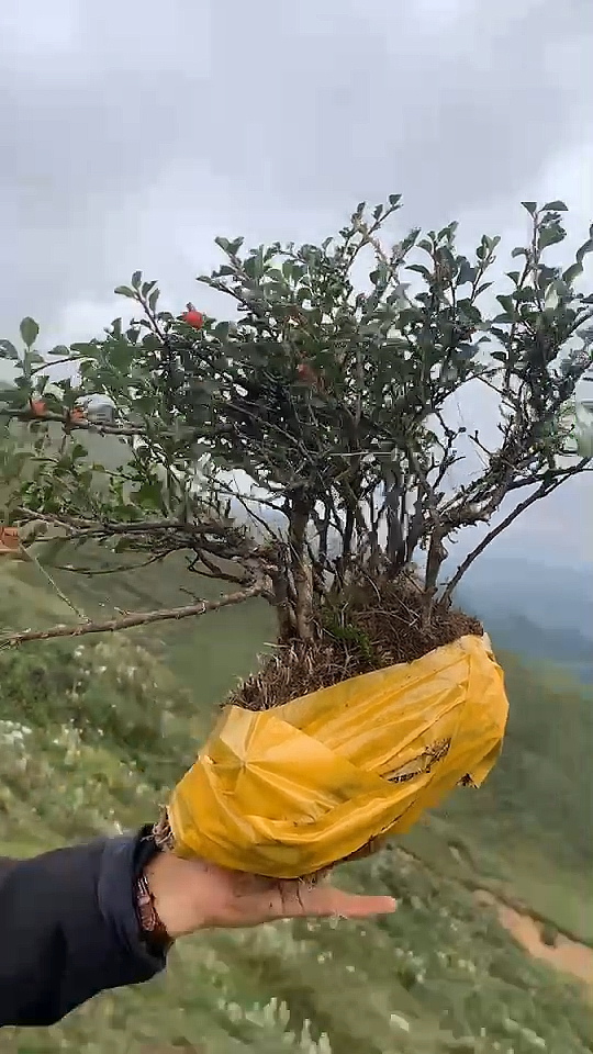 七彩大果荀子喜欢分享转发