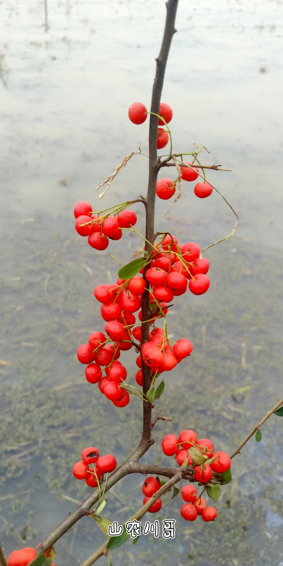 嫁接技术#火棘嫁接小技巧,成活率非常高,一般人看不懂.