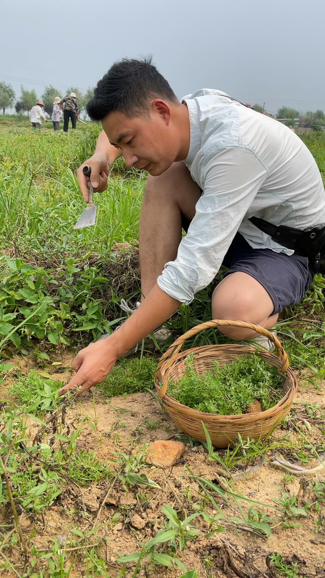 鹅不食草鹅都不吃的草大家知道叫什么名字吗