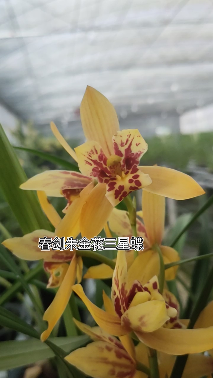 春剑朱金花三星蝶#闽众兰花#兰花