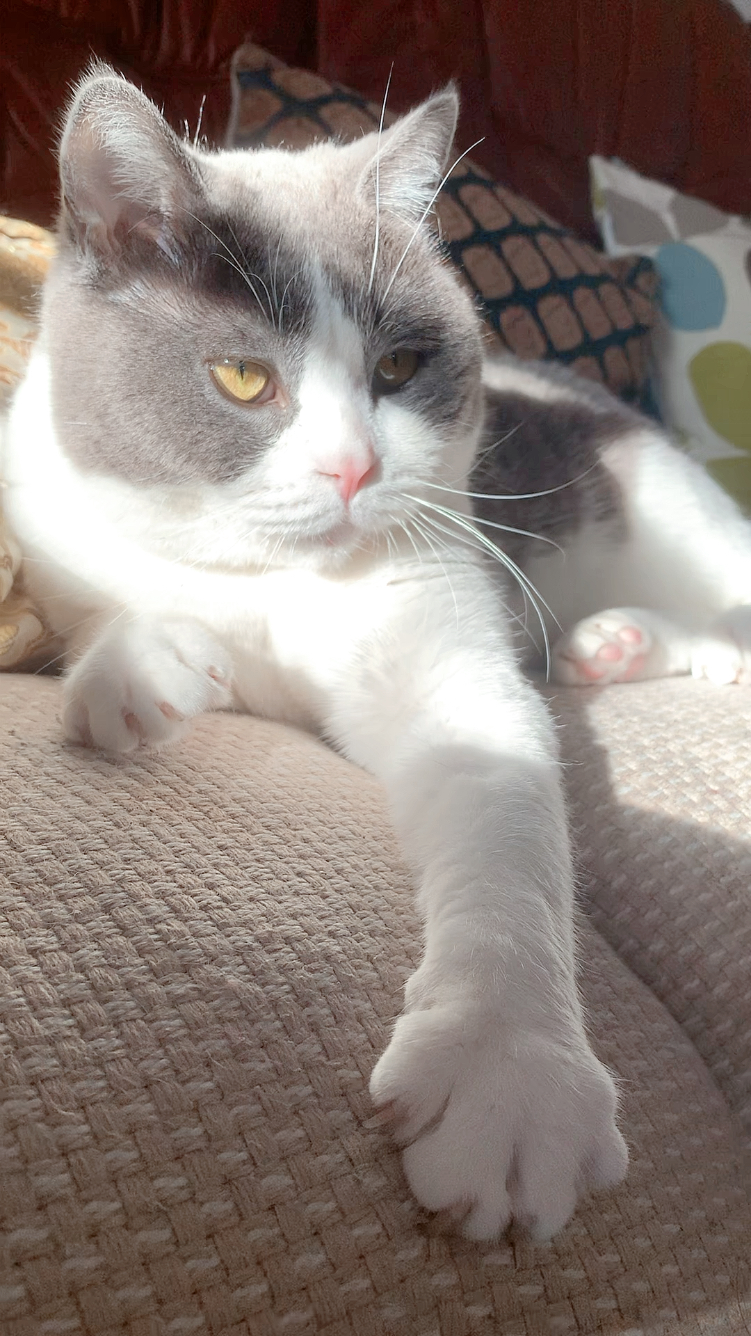 我家萌宠成精了#猫咪伸手和你玩,是信任