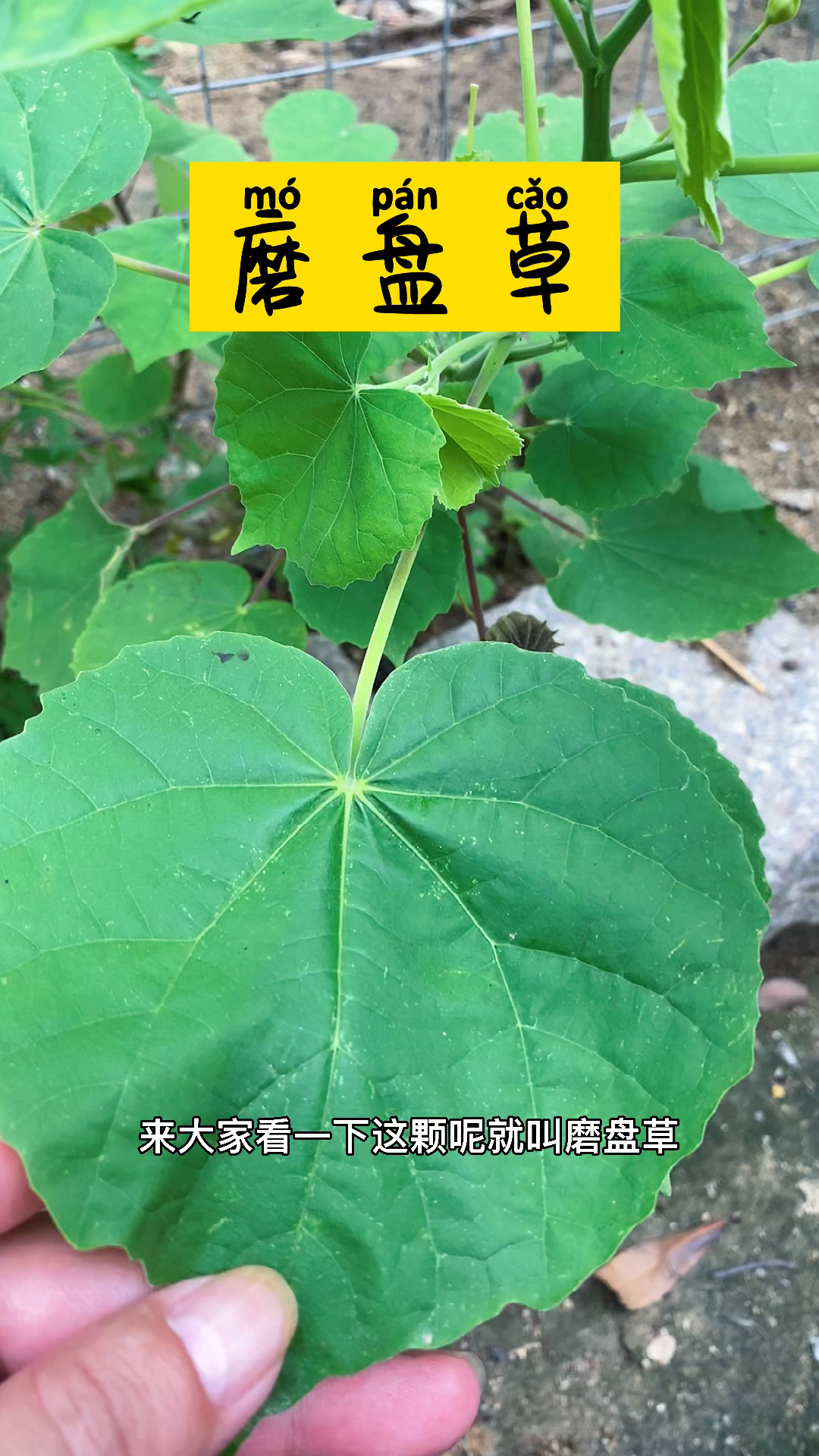 磨盘草有认识的朋友吗?
