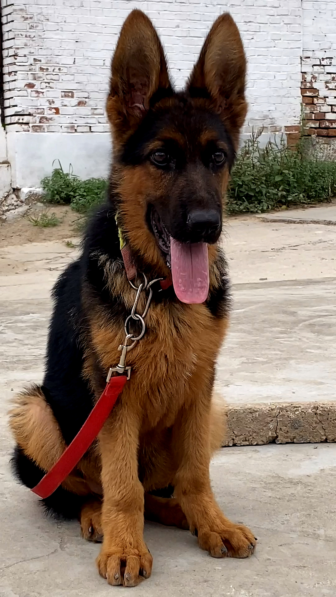 小德牧犬四个月这样子长的还可以吧-度小视