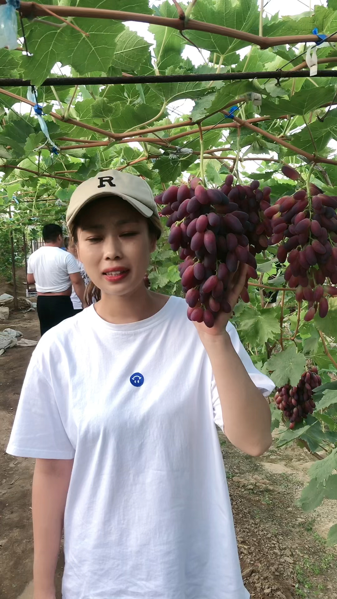 新沙尔葡萄
