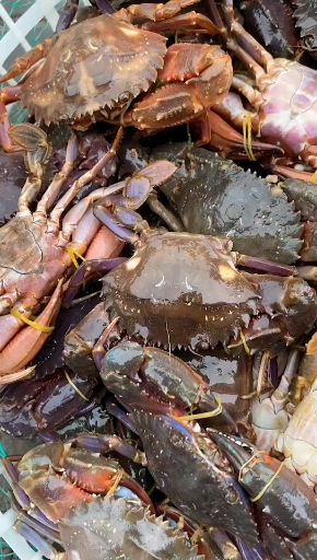 渤海海鲜#赤甲红螃蟹