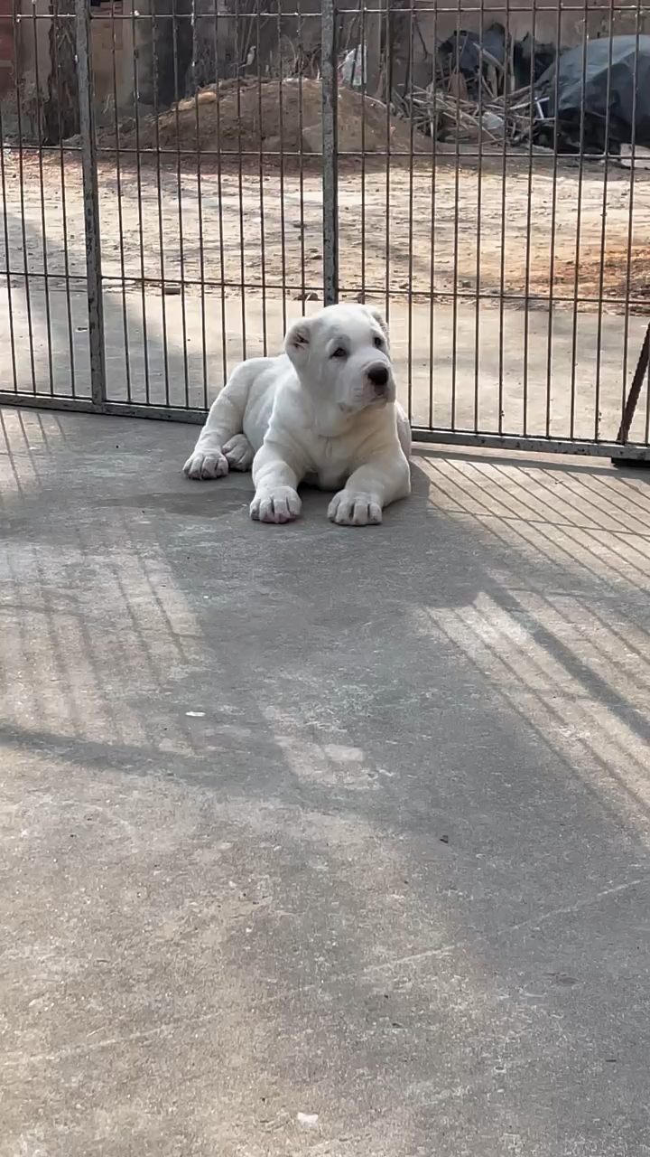 中亚牧羊犬#纯白撒旦儿子.