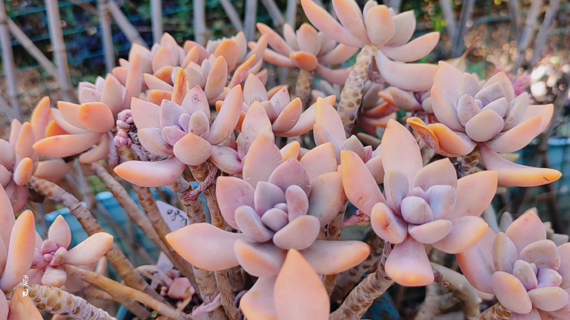 多肉植物#等风来,享受一下初夏的味道,你被冬美人老桩美到了吗?