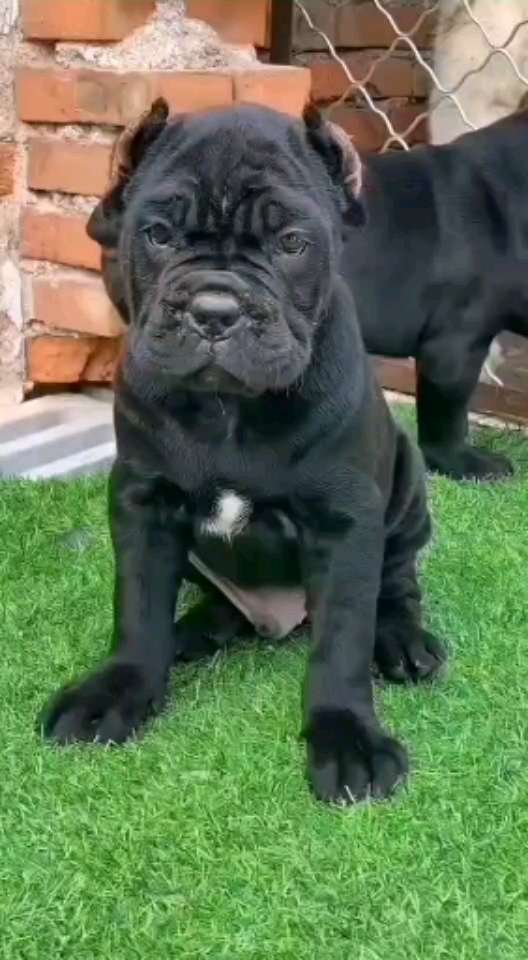 家有萌犬#卡斯罗幼犬,非常棒哒