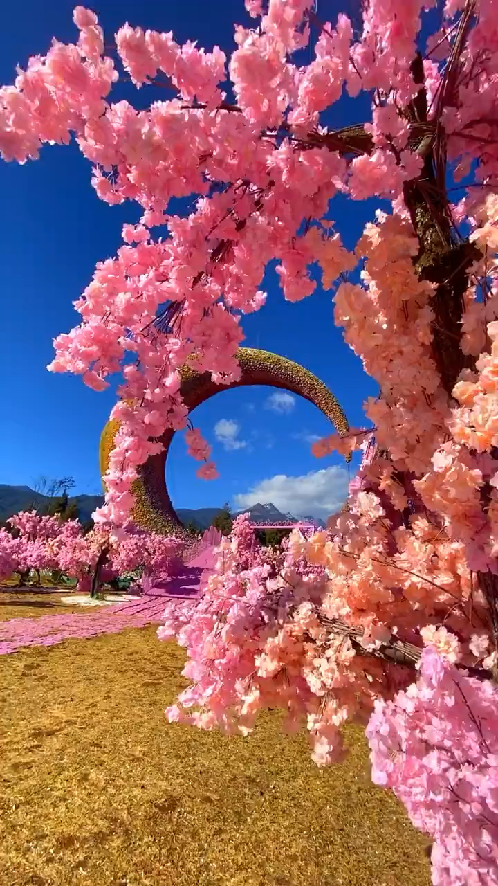 玉龙雪山下玫瑰庄园,婚纱照拍摄点-全民小视频