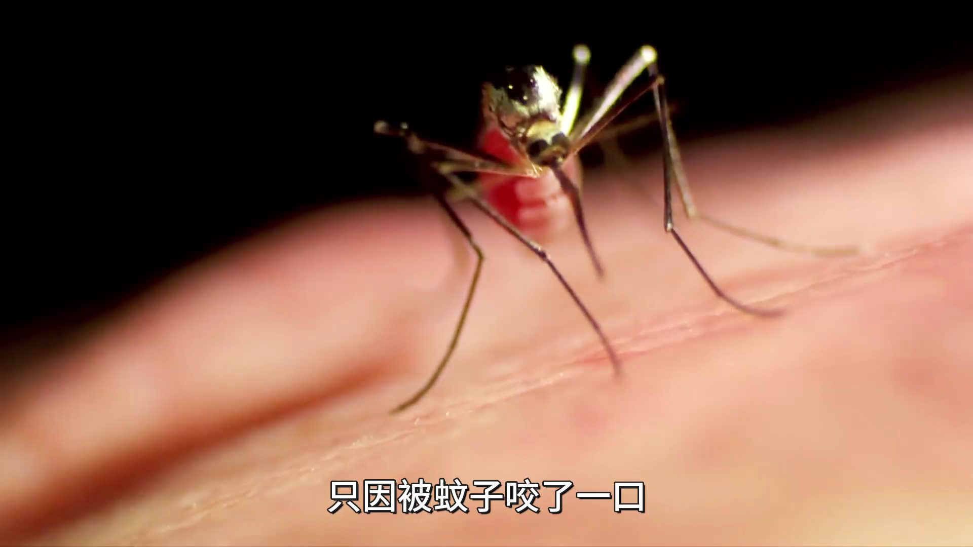 被蚊子叮咬的瞬间发生了什么