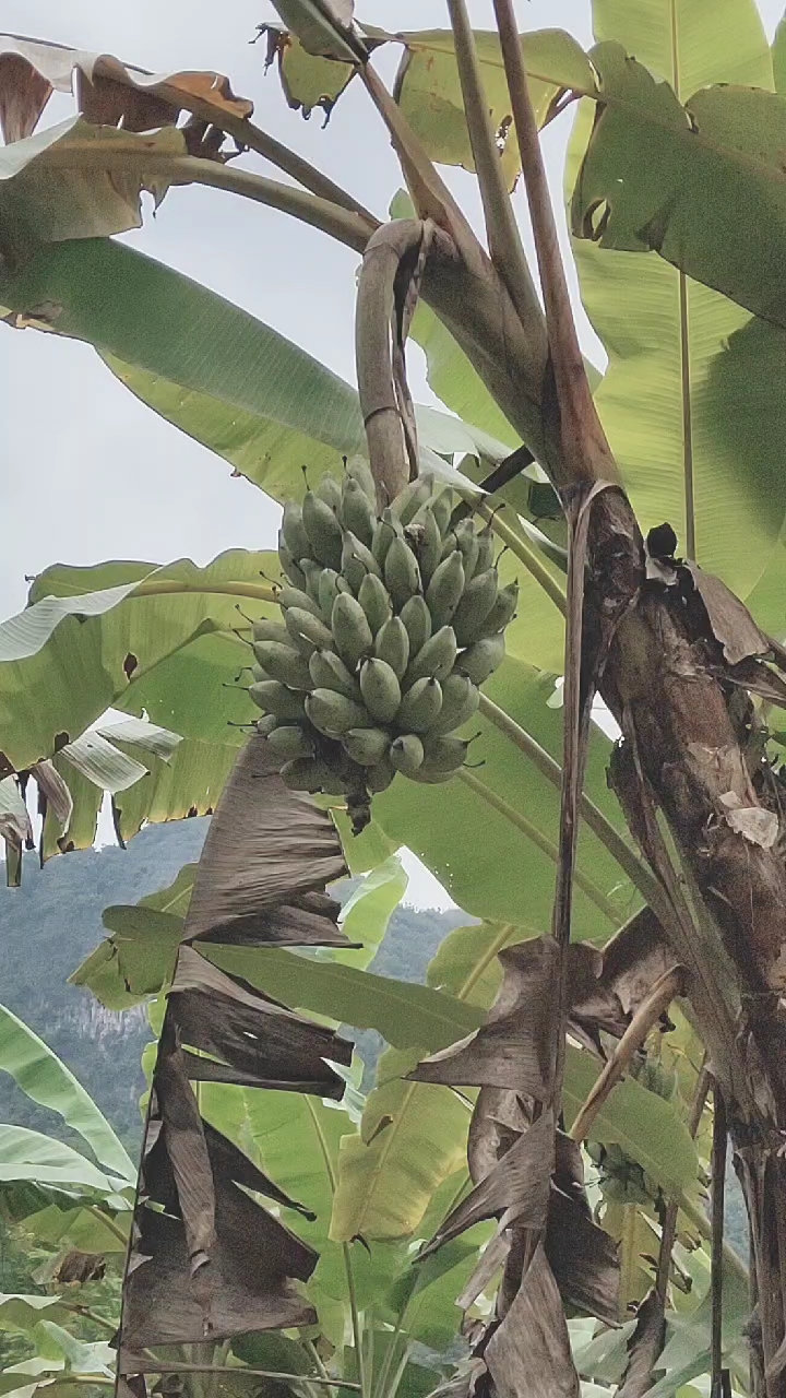 农村生态土生土长芭蕉准备熟了