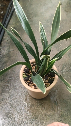 兰花小站#墨兰望月爪