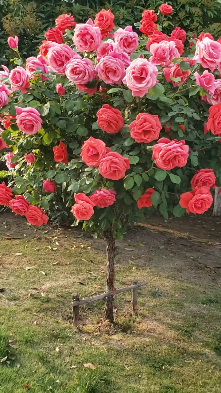 树桩月季系列,大花月季,国月