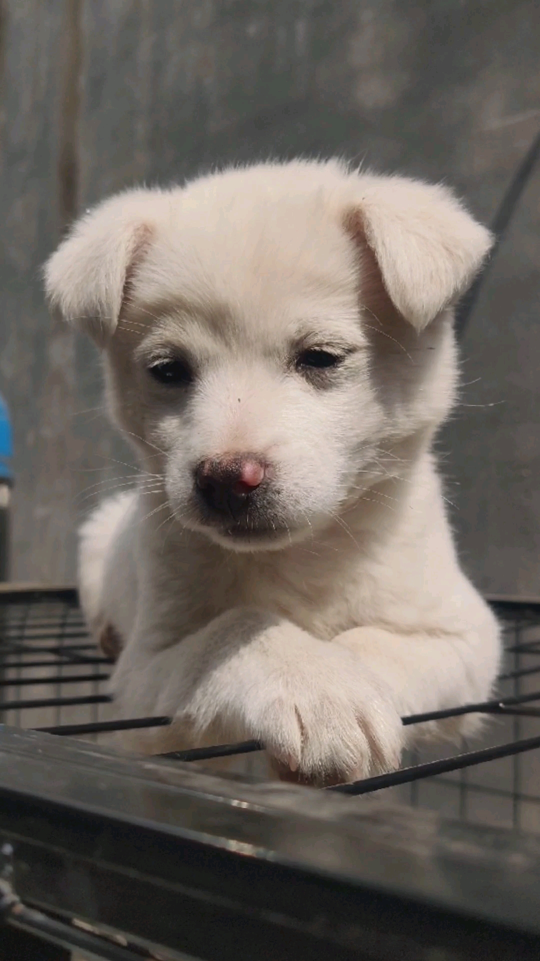 我家宠物不一样#唉声叹气的狗狗