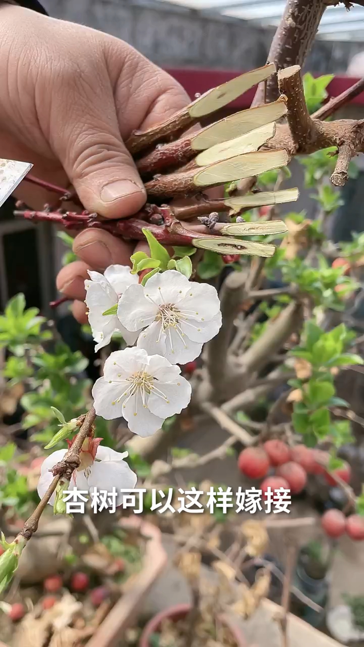 春天杏树这样嫁接操作简单快捷成活率明显