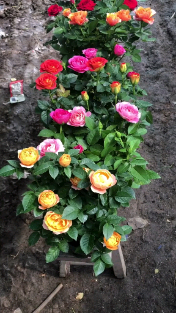 多色玫瑰你们喜欢吗#月季还是玫瑰