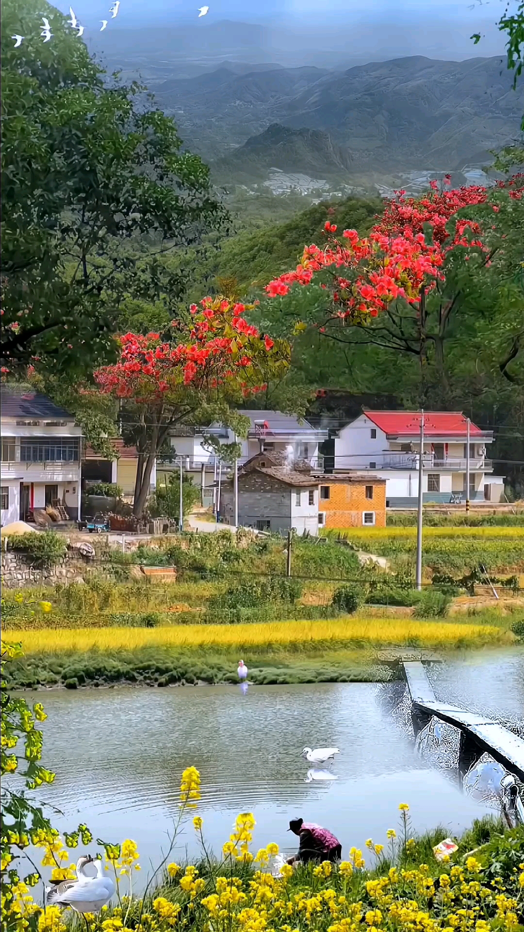 乡村生活#又是江南五月天,山云缭绕雨缠绵,乌衣巷口疏疏柳,西子湖边