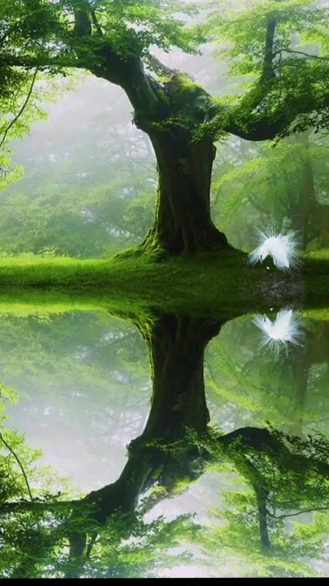 治愈系风景#人心本无染,心静自然清#治愈系风景#聆听大自然