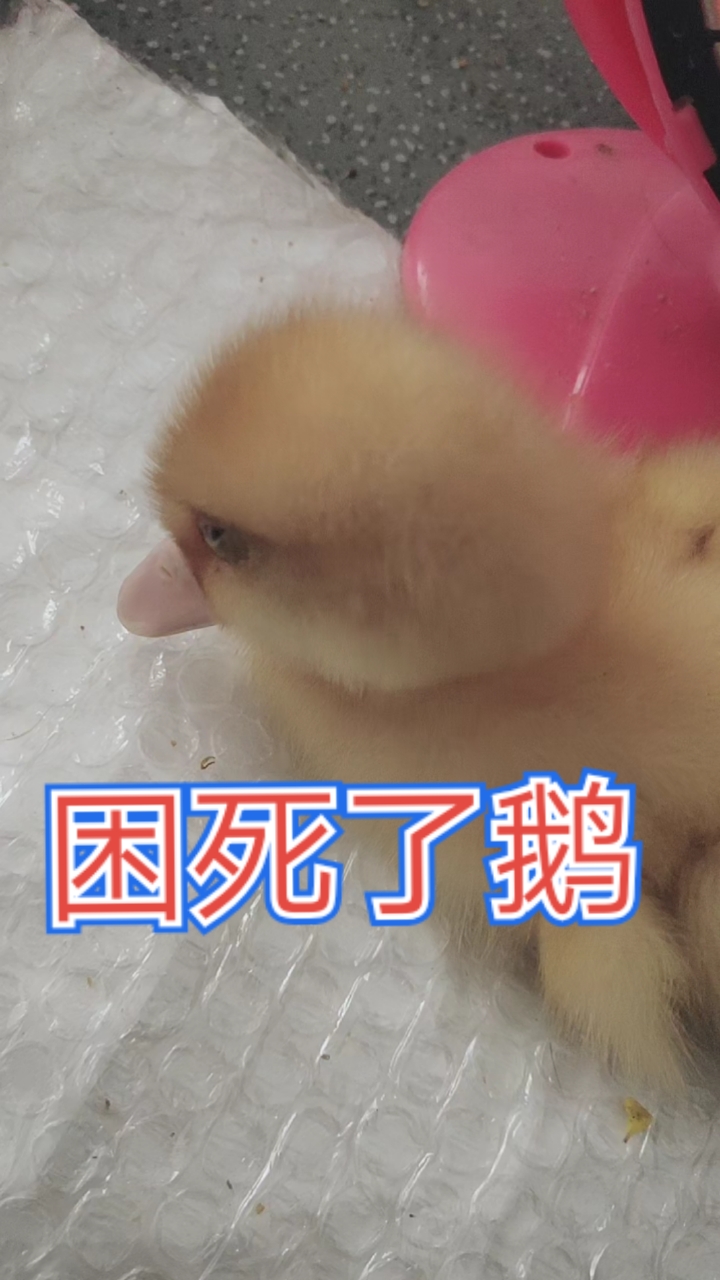 我家萌宠成精了#瞌睡鹅仔啵啵,眼皮打架了!困死了鹅!