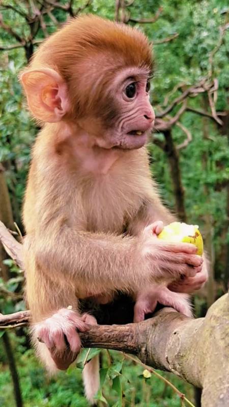 可爱的小猴子.真的太萌了.
