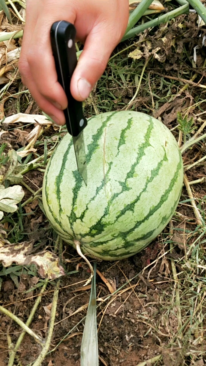 今天简简单单扎个西瓜