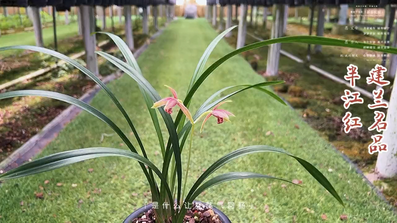 兰花半江红简介图片