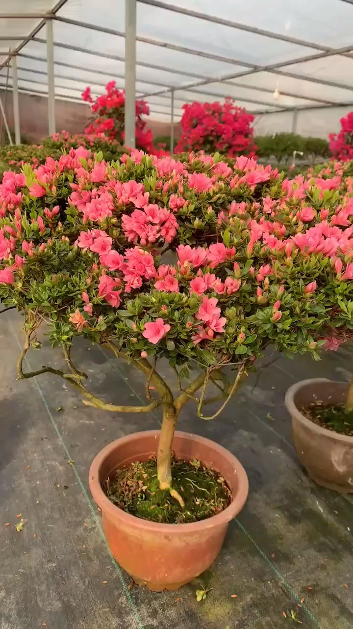 感谢全民我要上热门#精品蜡皮杜鹃