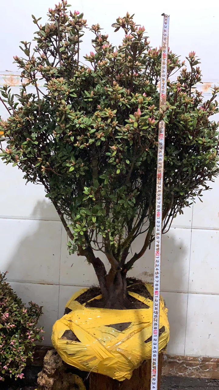 米叶杜鹃喜欢双击加关注