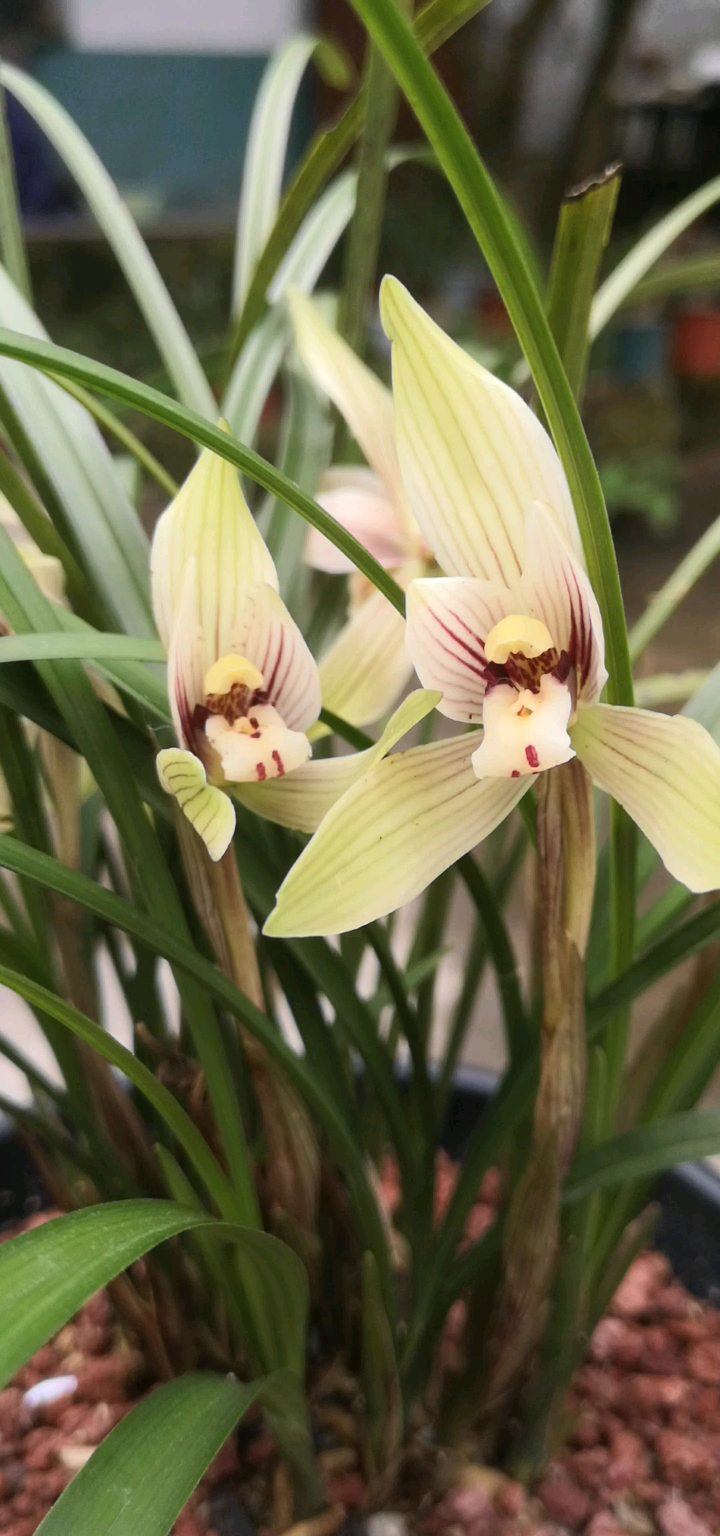 兰花春兰色花大黄花香气怡人美丽动人