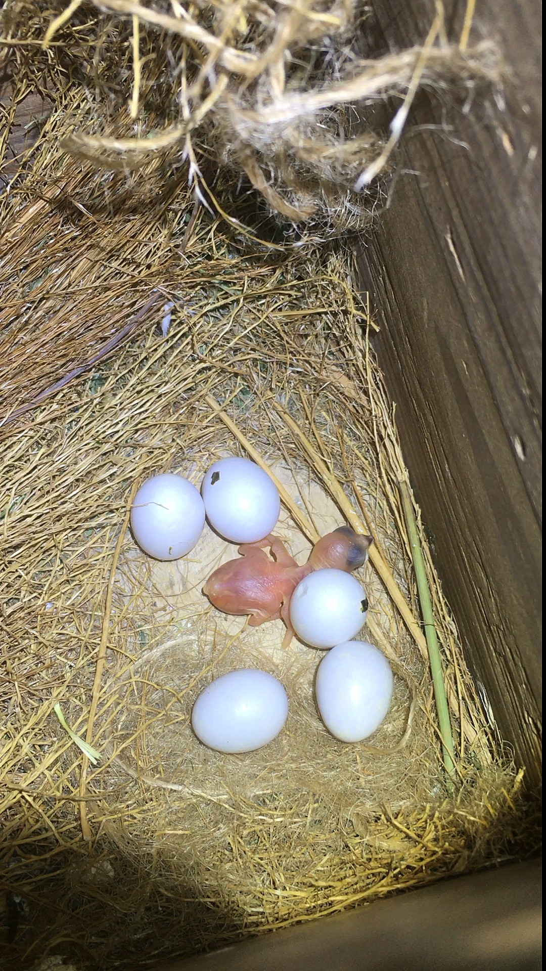 看看小灰文鸟出壳了!